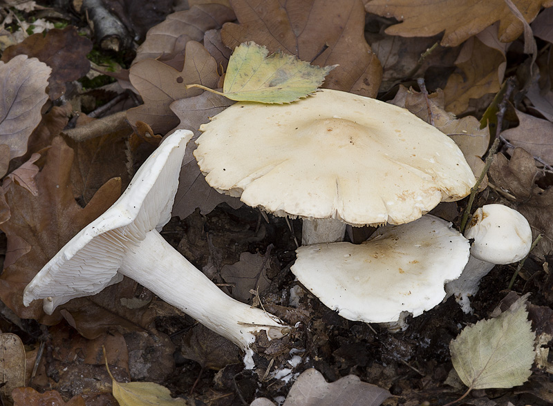 Tricholoma stiparophyllum